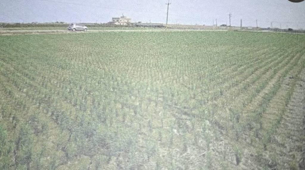 ㊝彰化大城美田2