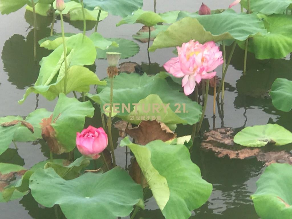 DC482五結荷花田便宜足坪農地