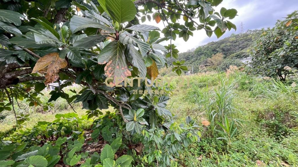 DC544礁溪大林尾段小農地