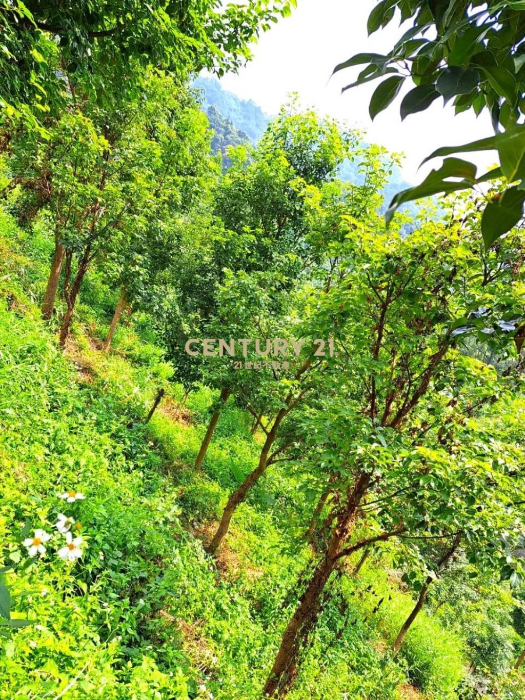 中坑國小牛樟園 買地送樹