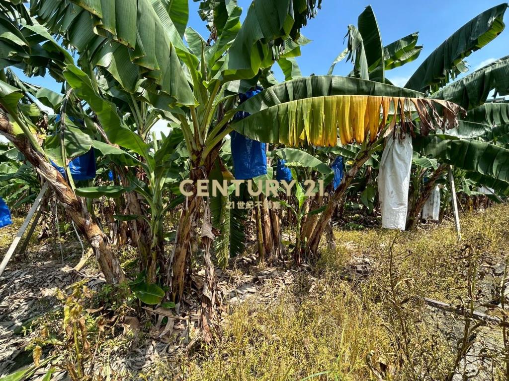 中投國三旁農建地