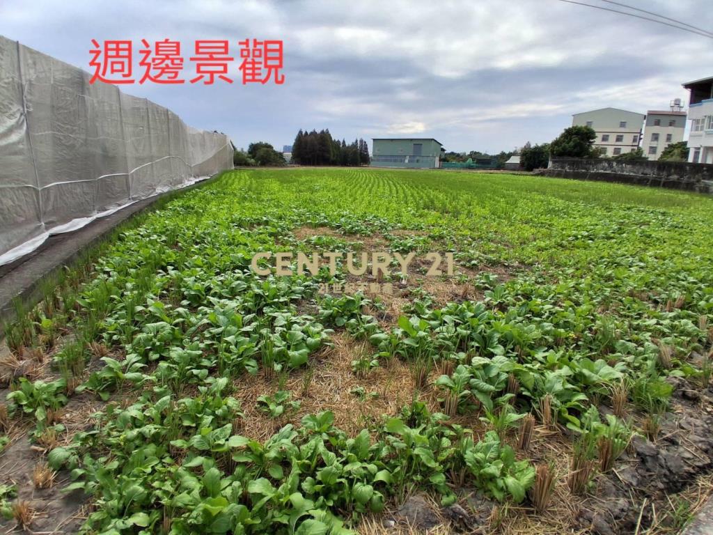 嶺東春社臨路美農地