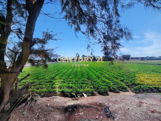 雲林崙背貓兒干方正俗農地