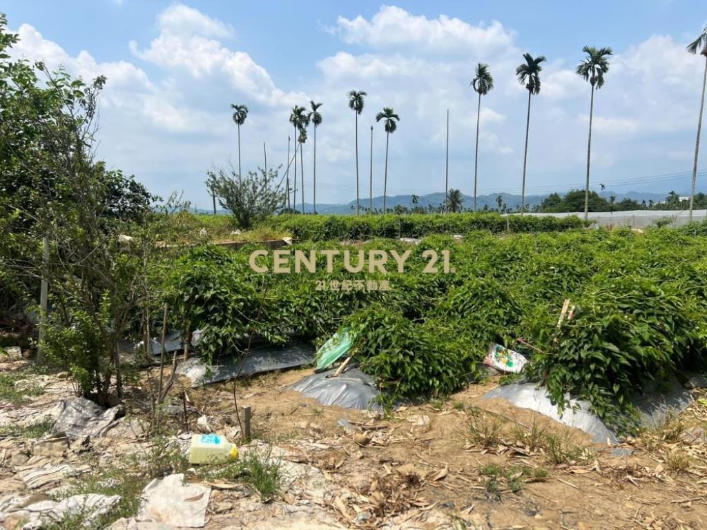 名間土地-名間大埔巷1334坪美田