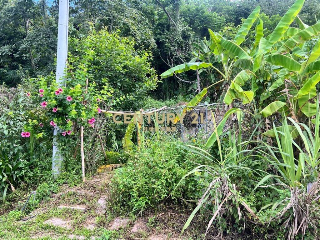 南投土地-中寮爽文國小旁石虎有善農地