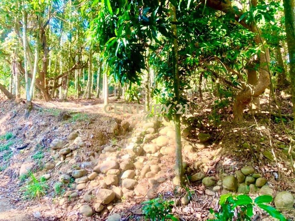 草屯土地-南坪路旁超低總價農地