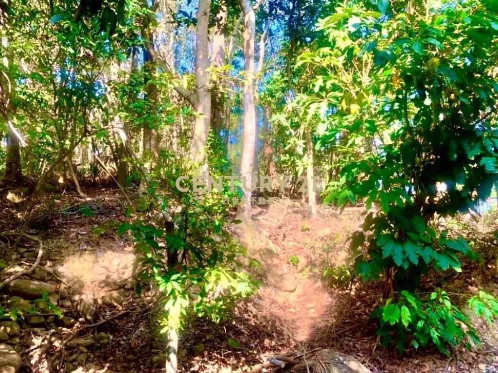 草屯土地-南坪路旁超低總價農地