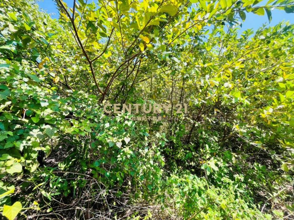 彰化土地-埔心264坪休閒方正農地