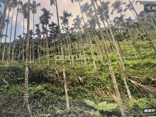 台中新社低總價投資農地