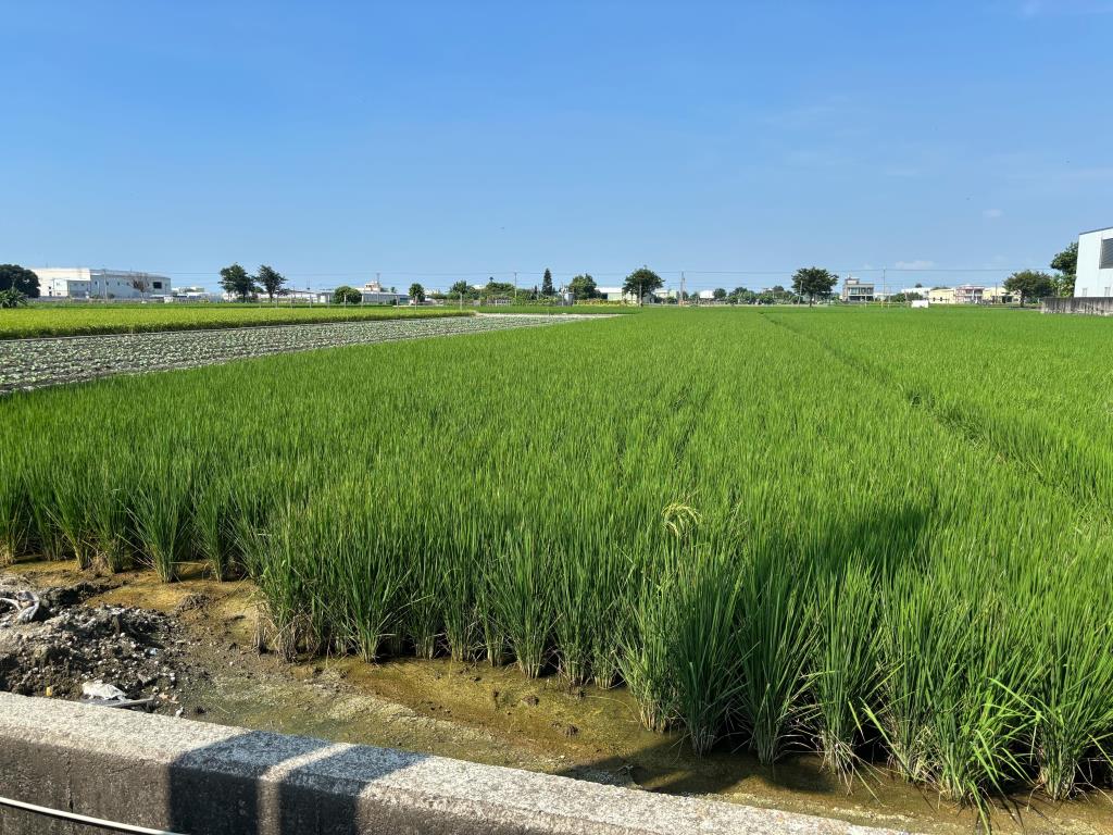 埔鹽成功一路農保田