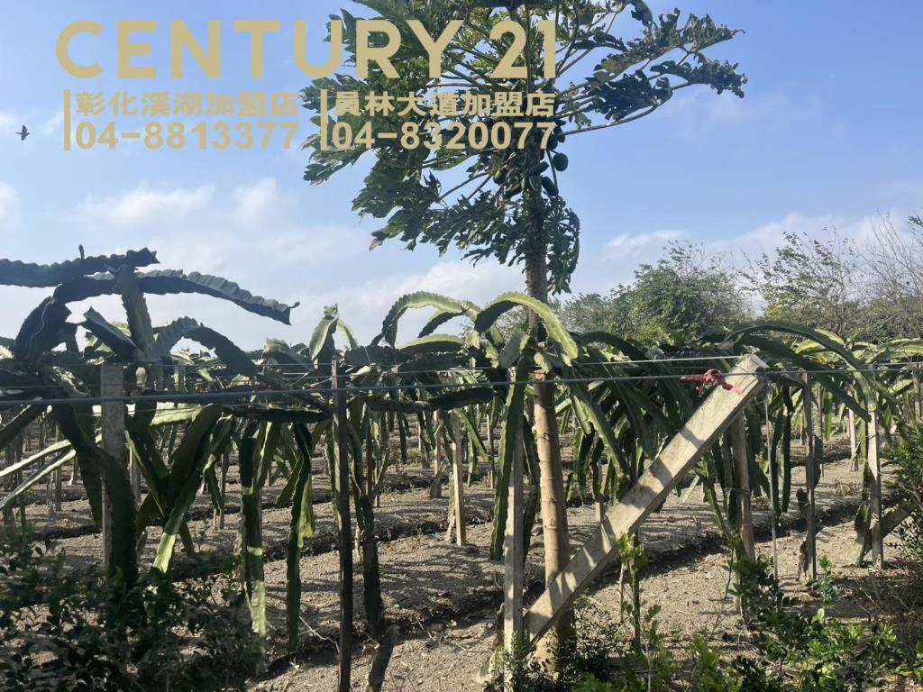 二林大永段朝南美田