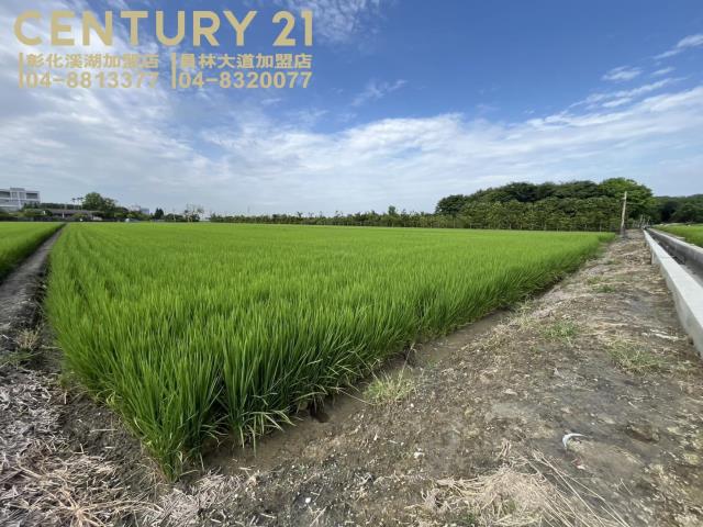 竹塘樹腳村庄內美田