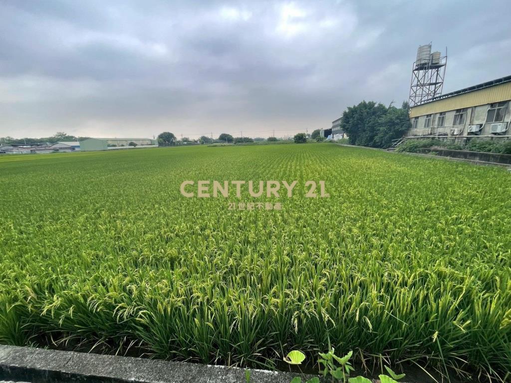 秀水 水尾巷旁 美田