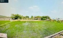 大村"鎮安宮"旁美田