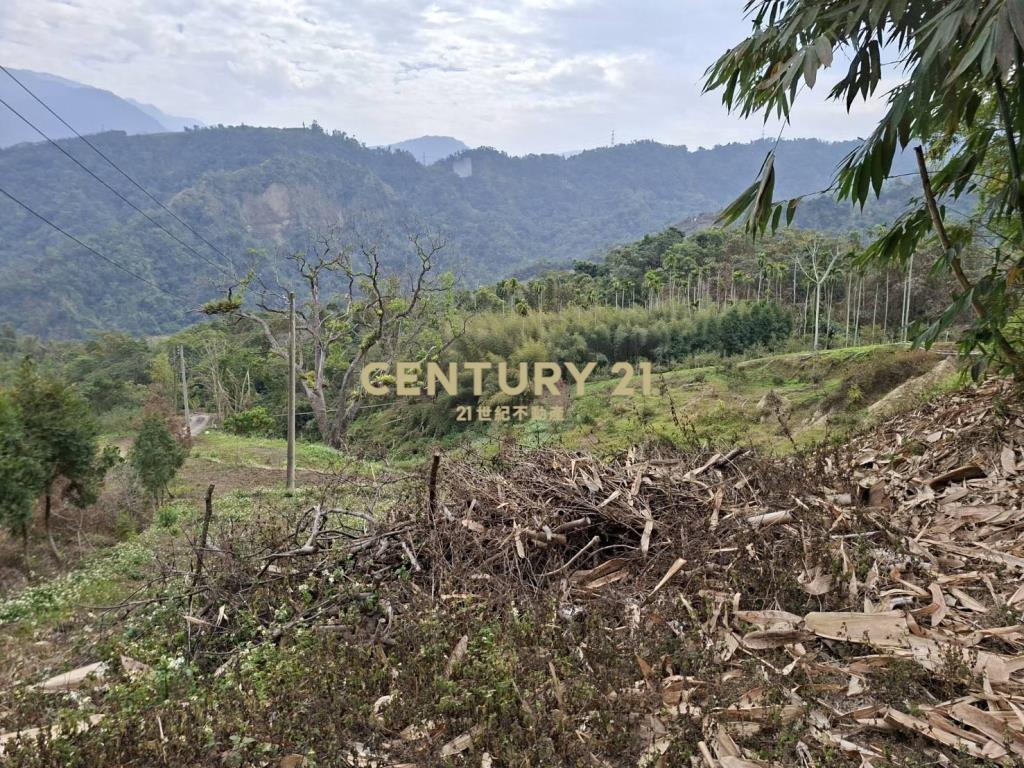 竹山茶園用地