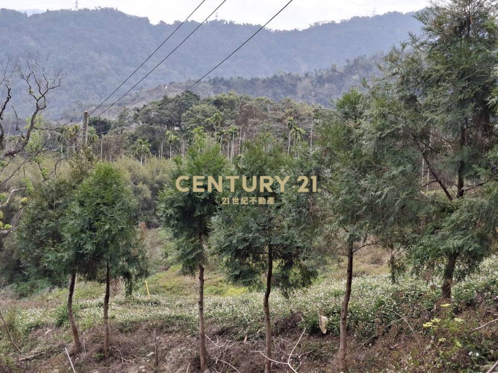 竹山茶園用地