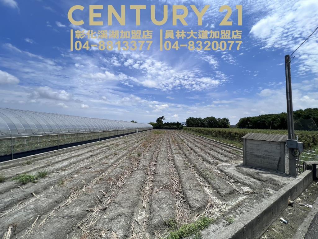 田尾新生路旁美田