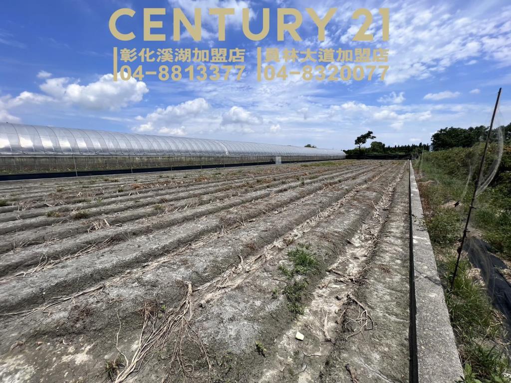 田尾新生路旁美田