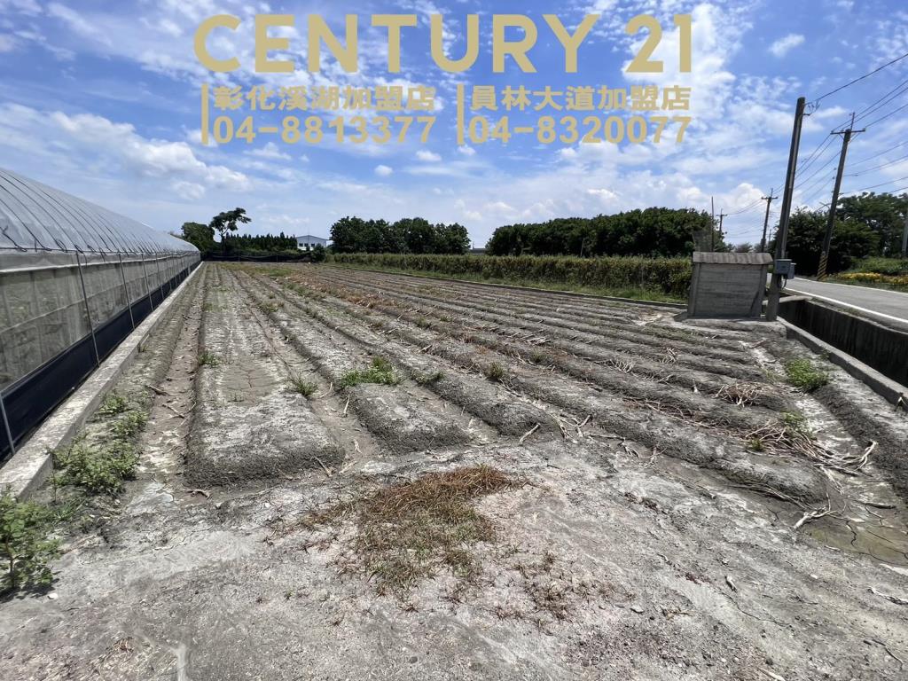 田尾新生路旁美田