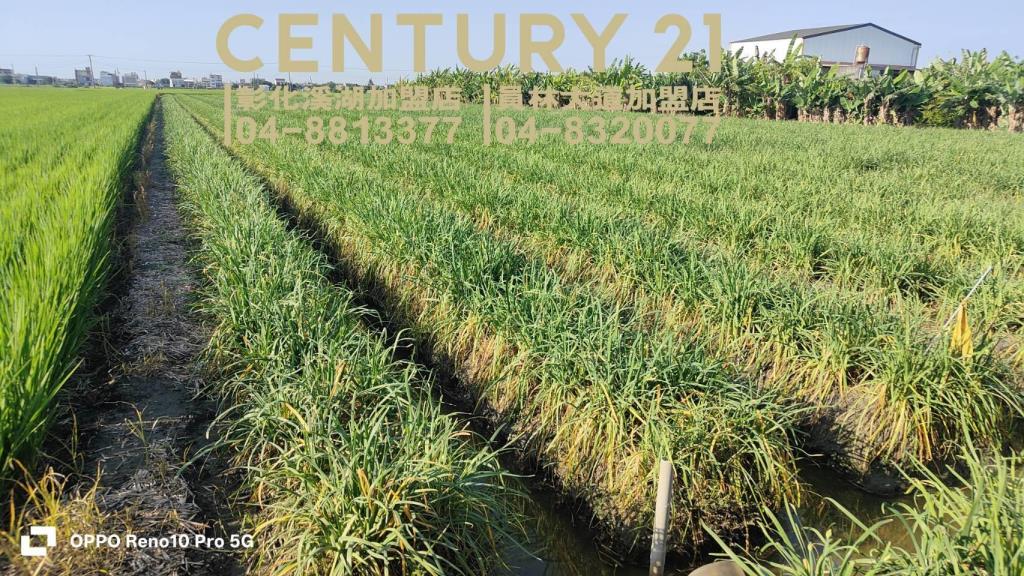 溪湖中興段方正美田