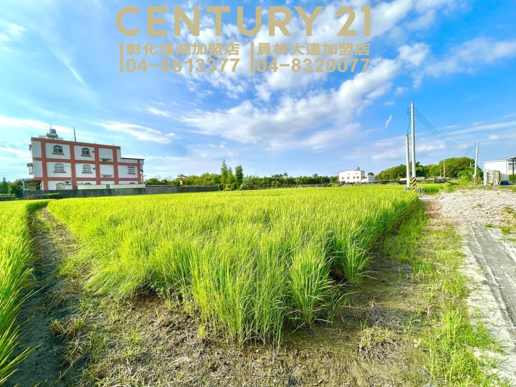 埔心二抱路方正農保田