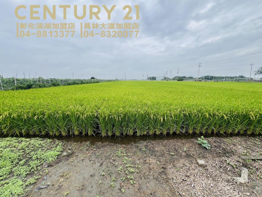 埤頭溪林路一彎美田