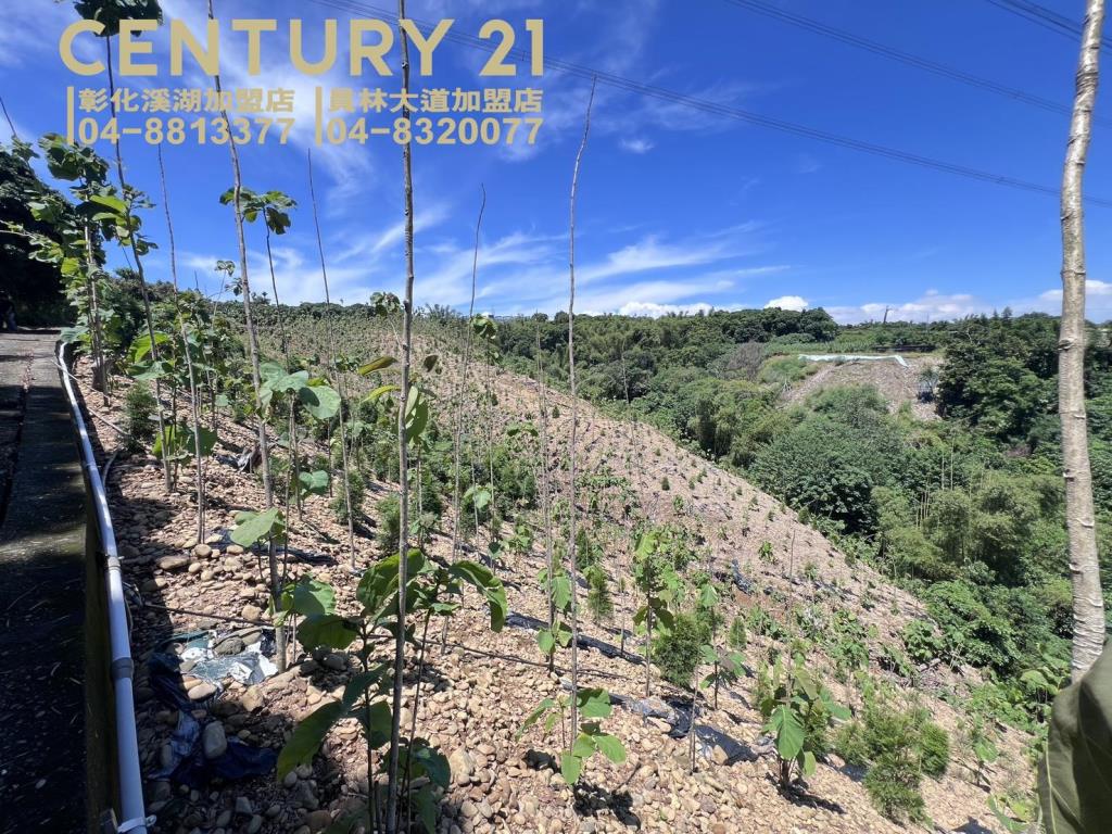 芬園139旁大塊美田