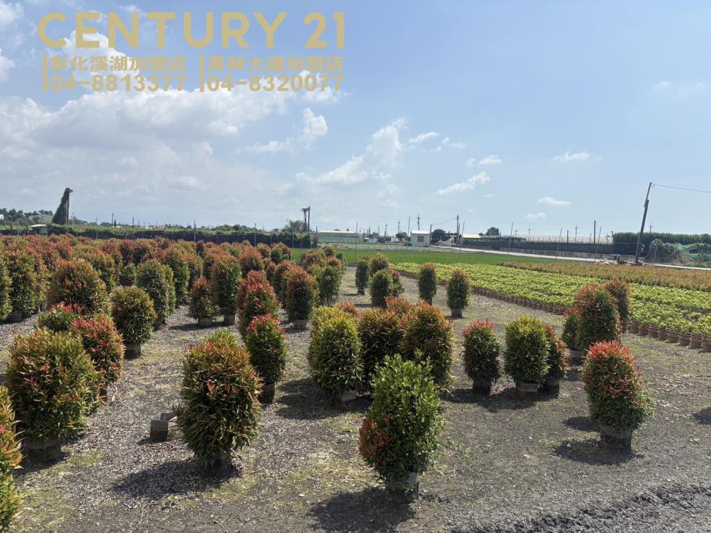 永靖近羅厝大面寬美田