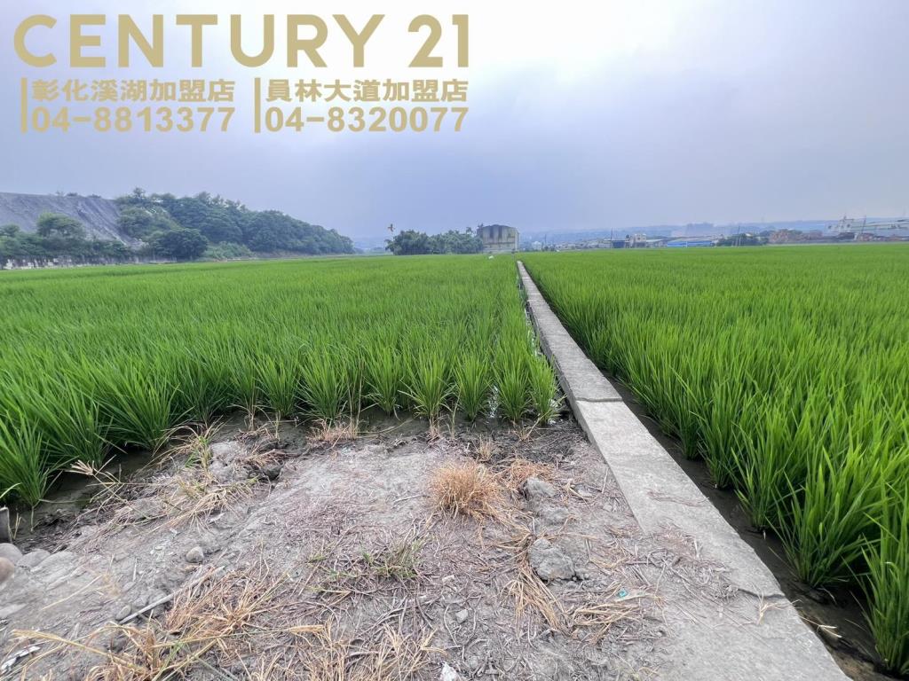 烏日溪岸路旁美田