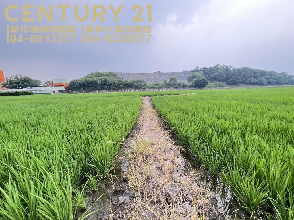 烏日溪岸路旁美田