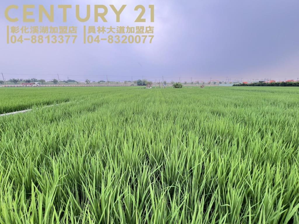 烏日溪岸路旁美田