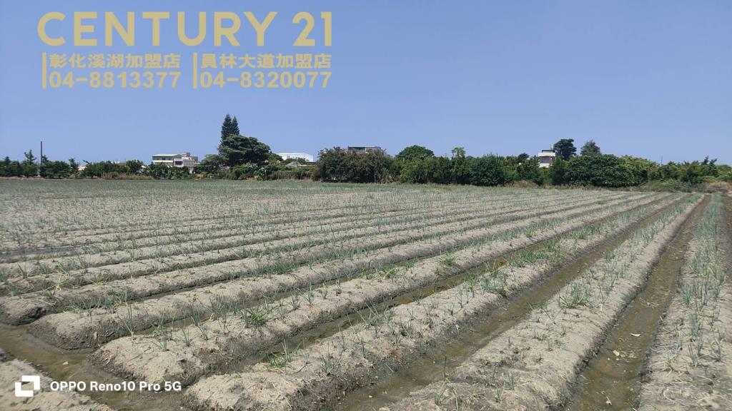 福興阿力街旁美田