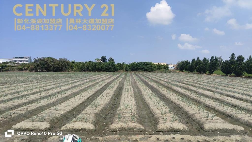 福興阿力街旁美田