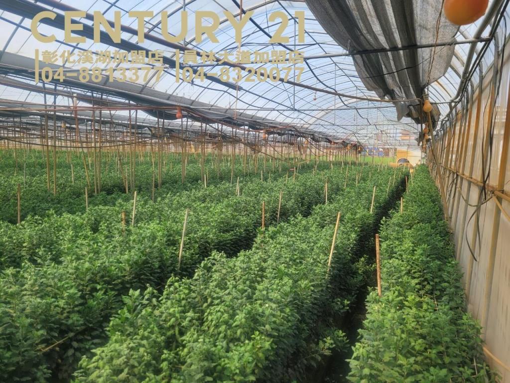 田尾三溪路旁溫室角田