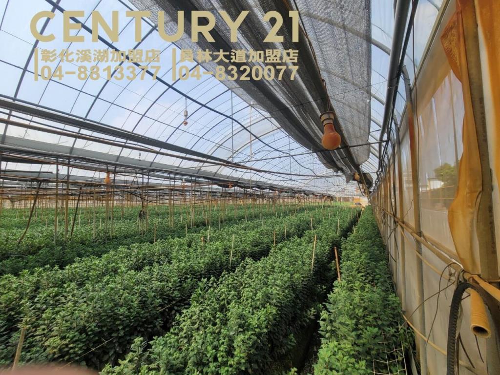 田尾三溪路旁溫室角田