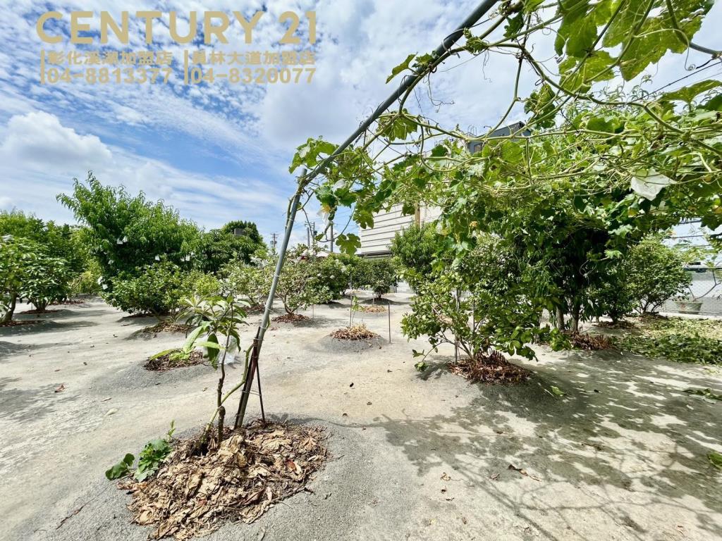 大村旗田黑皮小農場