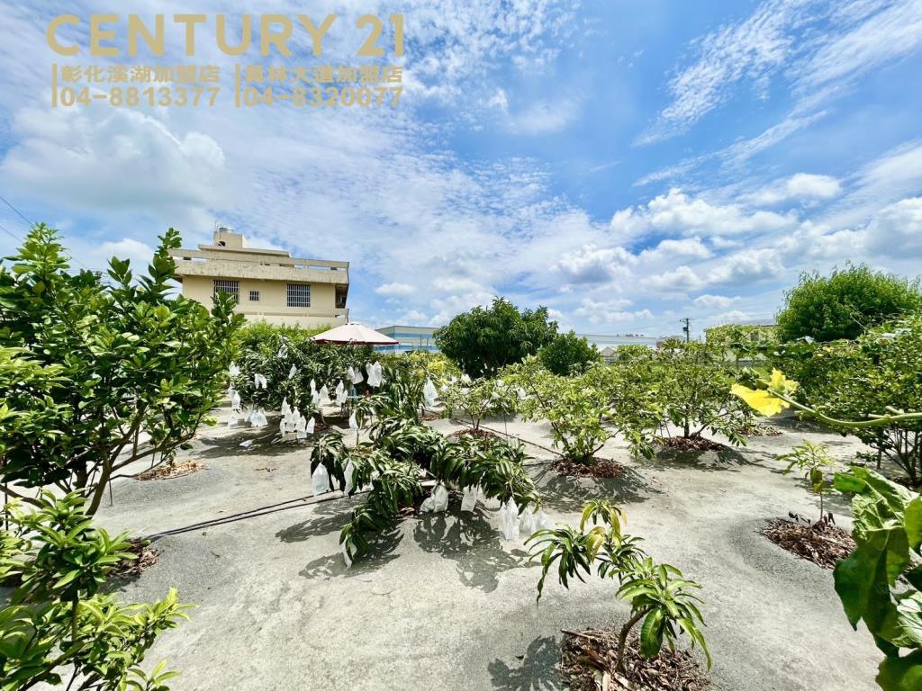 大村旗田黑皮小農場