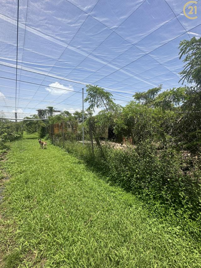 新社方正大地坪農地