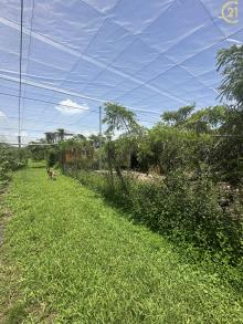 新社方正大地坪農地