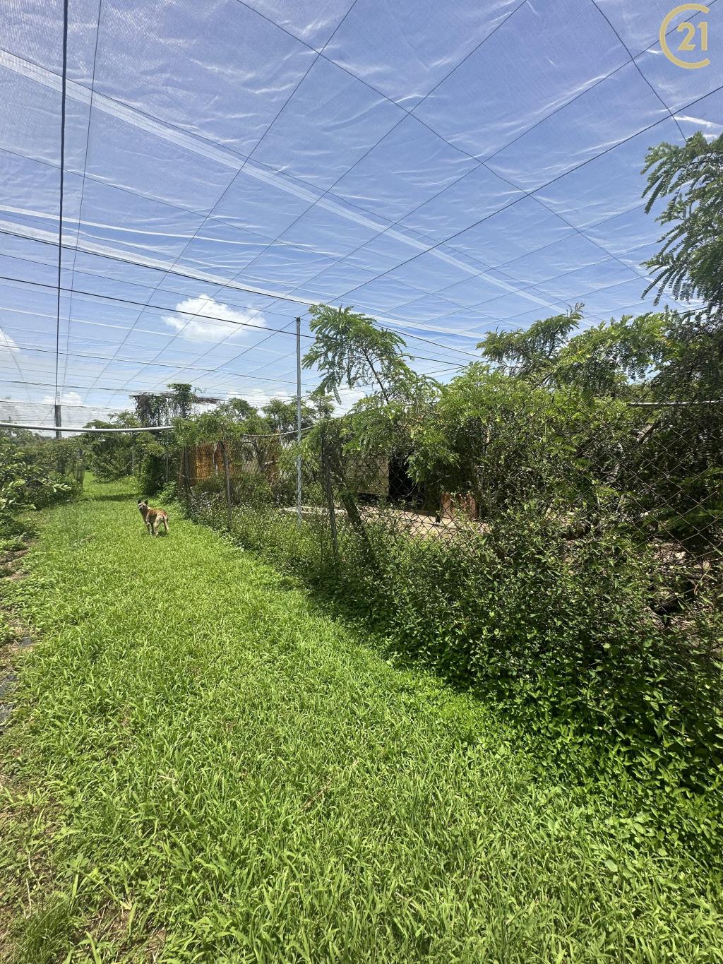 新社方正大地坪農地