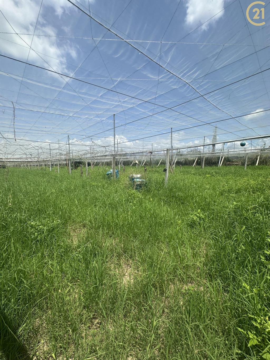 新社方正大地坪農地