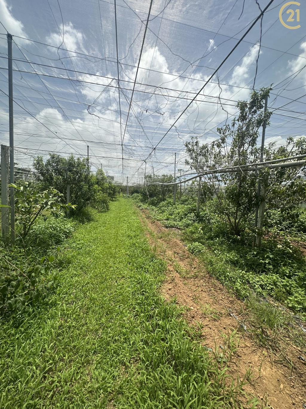 新社方正大地坪農地