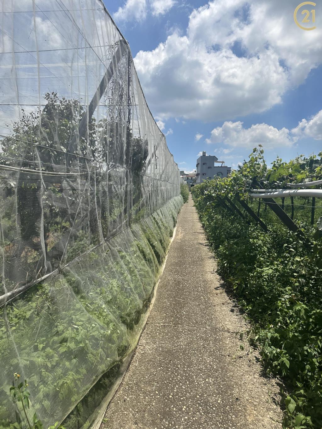 新社方正大地坪農地