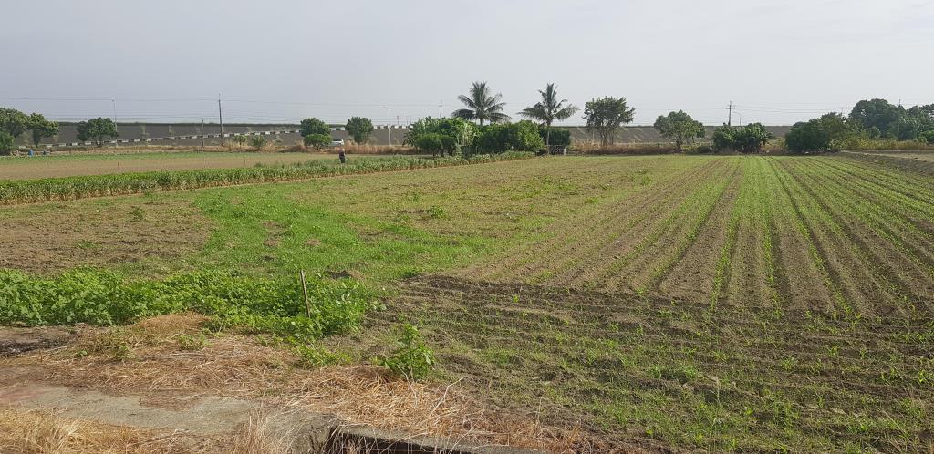 西港1.4分漂亮農地