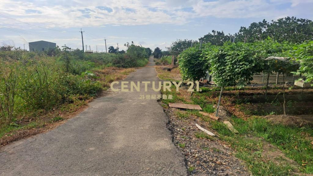 麻豆雙面路小而美文旦農地