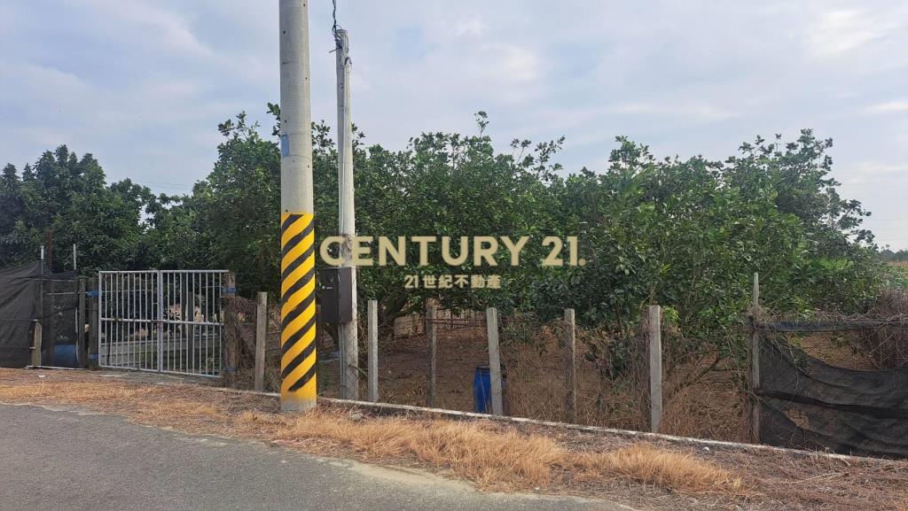 麻豆雙面路小而美文旦農地