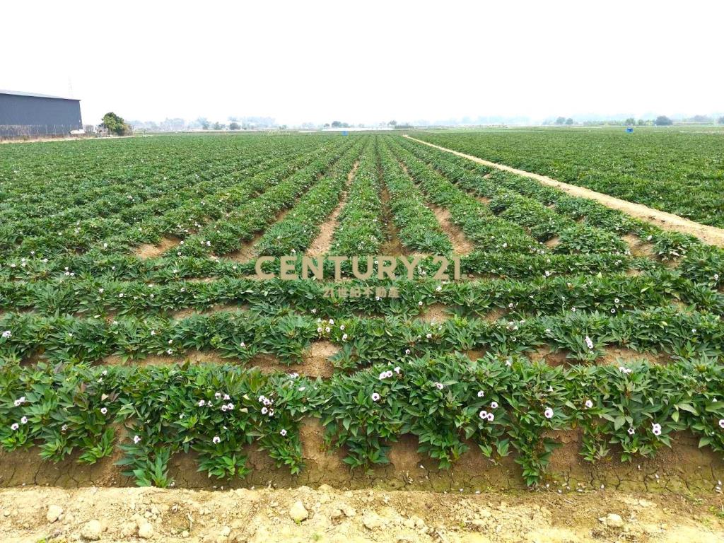 新化近果菜市場方正農地