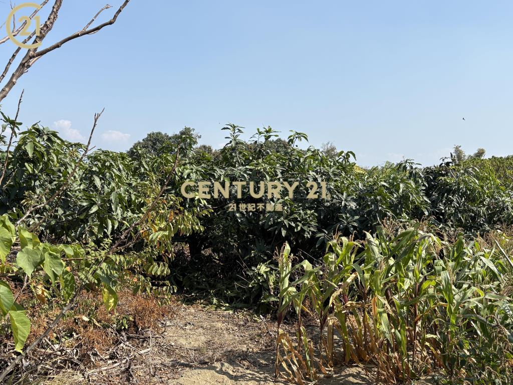 官田省道旁15米路大面寬農地