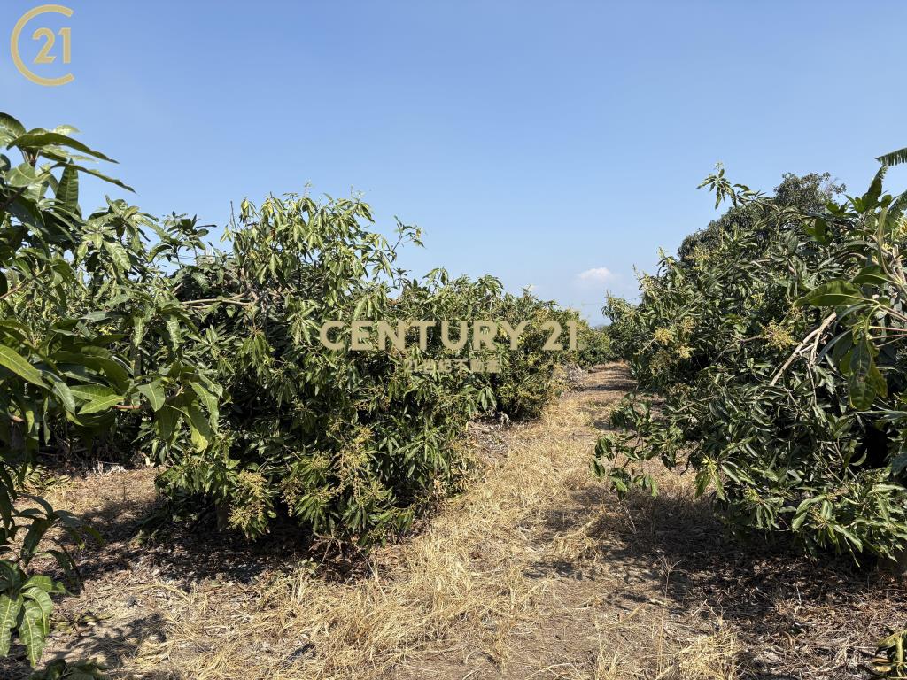 官田省道旁15米路大面寬農地
