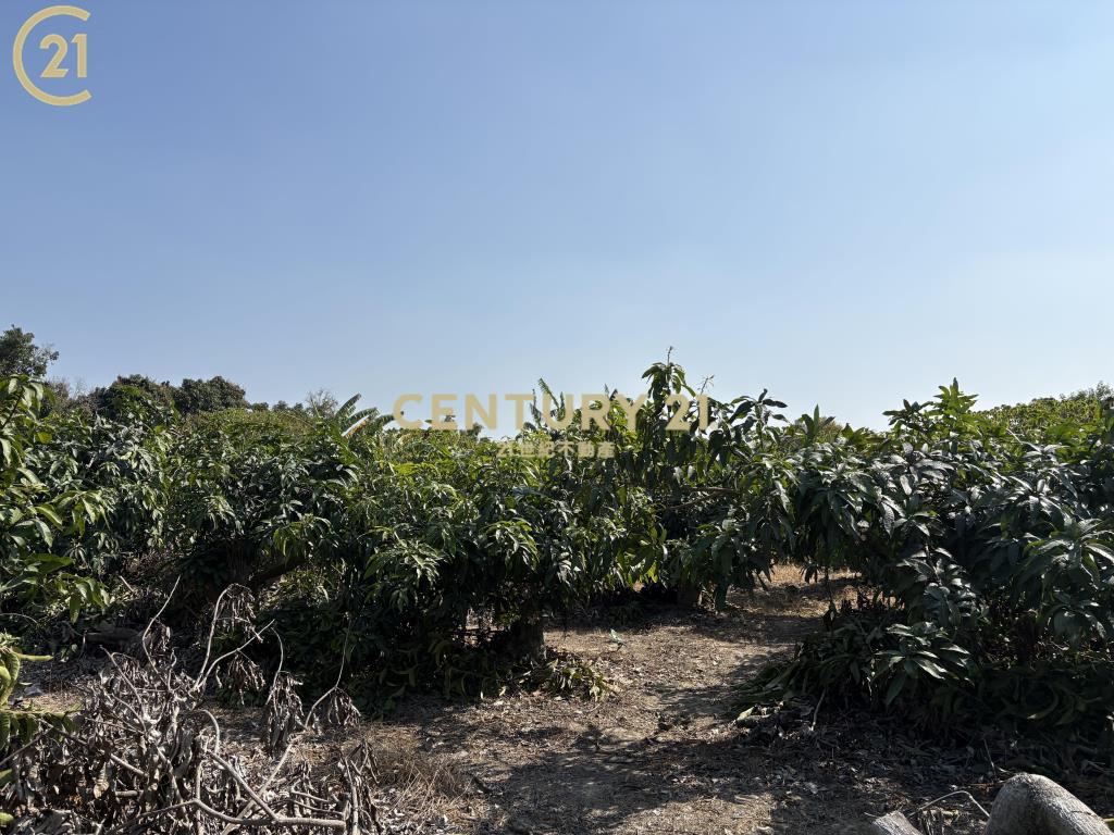 官田省道旁15米路大面寬農地